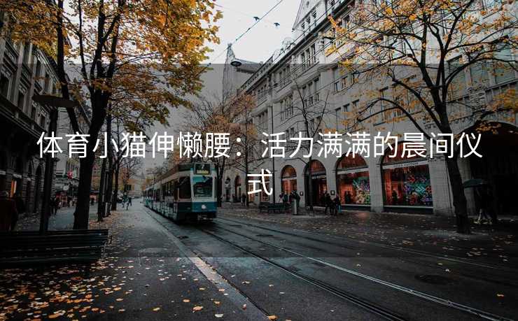 体育小猫伸懒腰：活力满满的晨间仪式